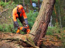 Best Commercial Tree Services  in Gold Hill, OR