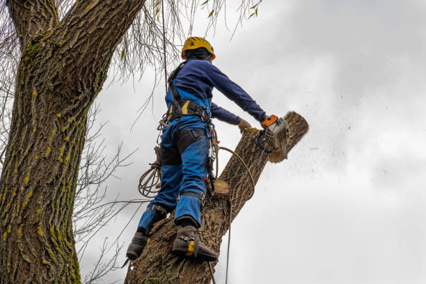 Best Firewood Processing and Delivery  in Gold Hill, OR