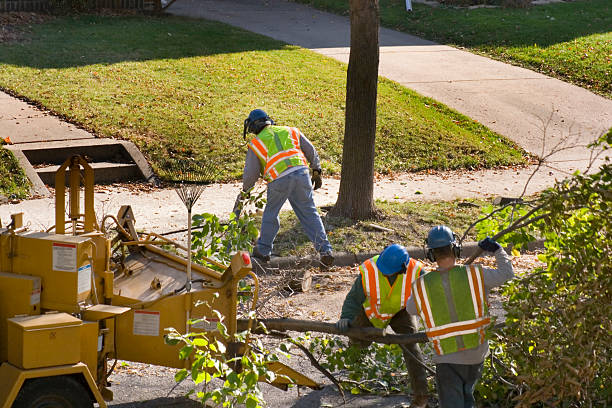 Best Leaf Removal  in Gold Hill, OR