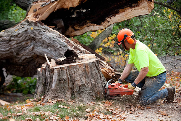 Reliable Gold Hill, OR  Tree Services Solutions