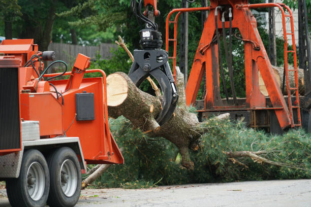 Best Utility Line Clearance  in Gold Hill, OR